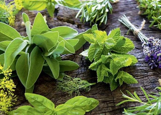 10 Essential Medicinal Plants for Your Home Garden