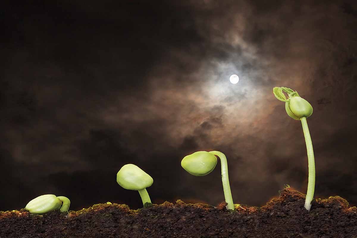 Moon Phase Gardening: Tradition Meets Science