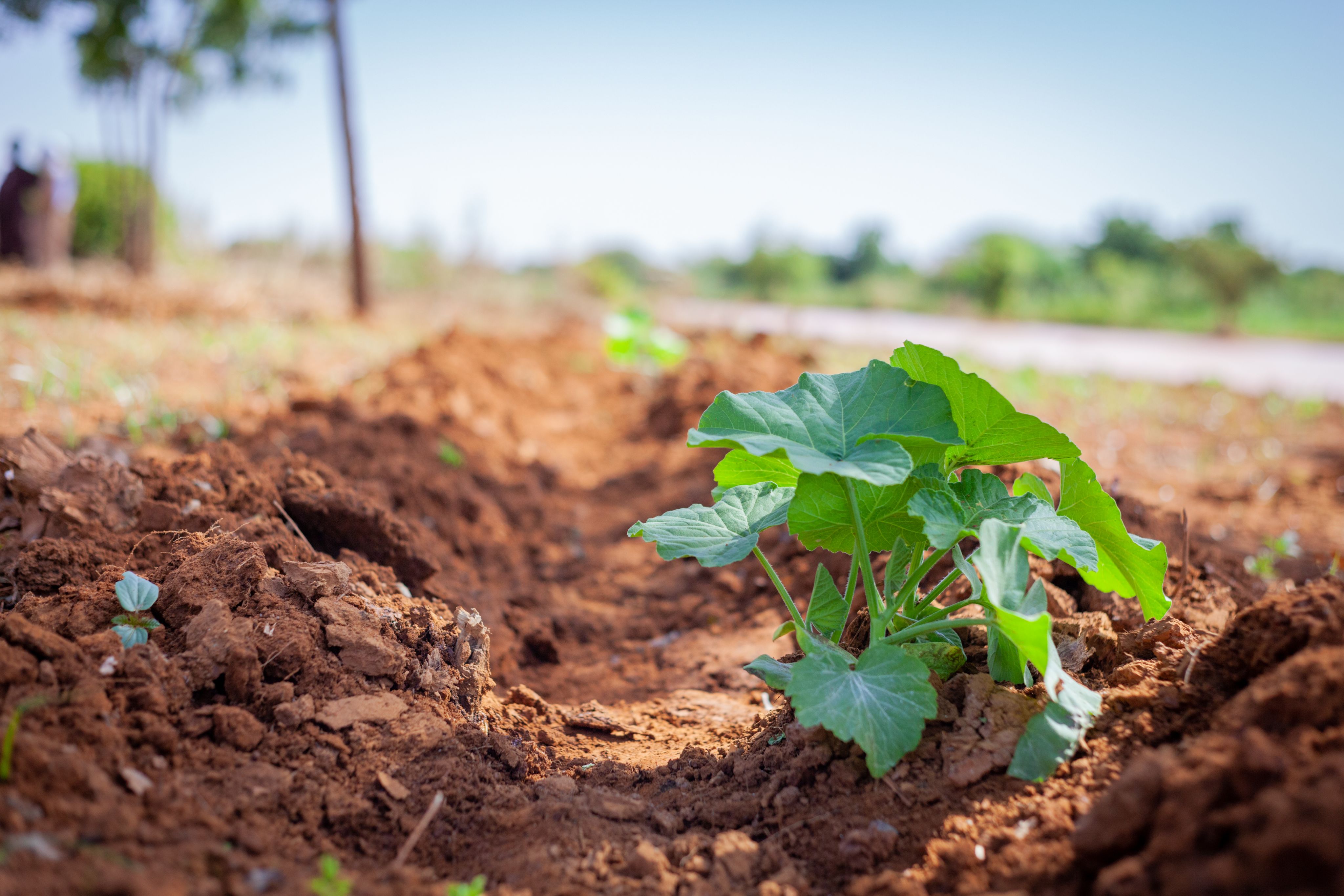 Climate-Resilient Crops for Changing Conditions