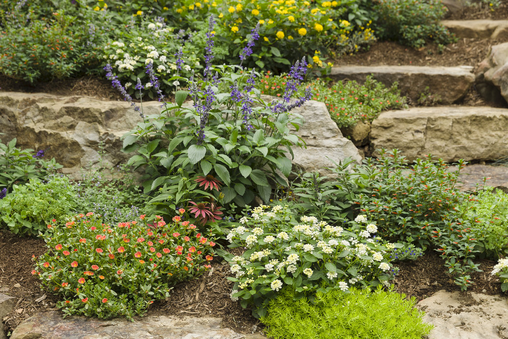Drought-Resistant Gardening Techniques