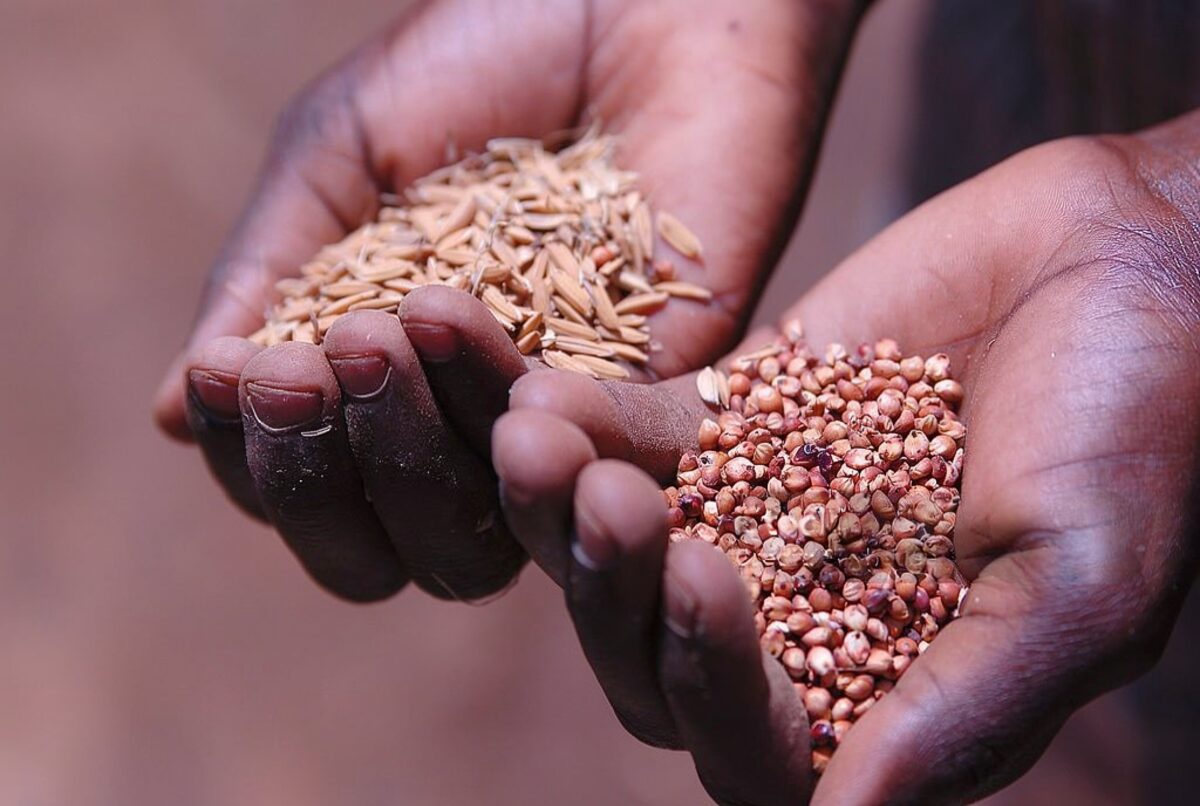 Seed Saving Network Preserves 15 Indigenous Varieties