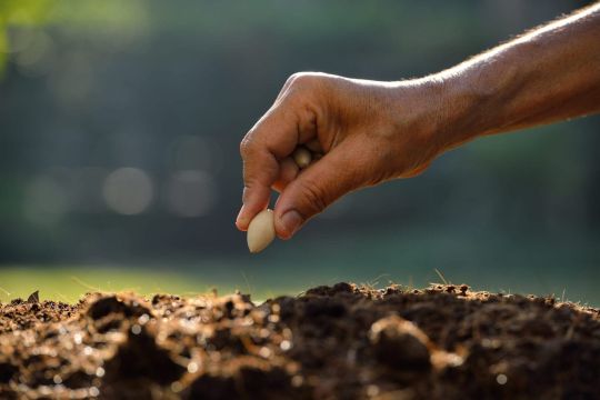 Seeds & Plants