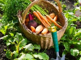 Gardening Guides