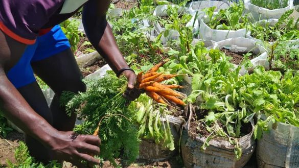 Introduction to Sustainable Gardening