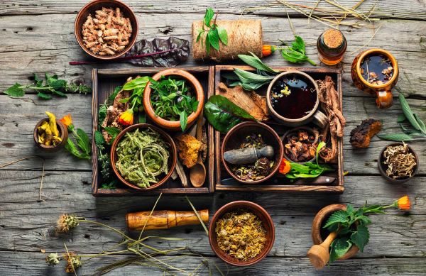 Medicinal Plants Workshop