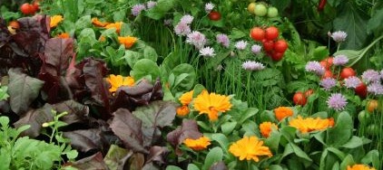 Companion Planting Guide