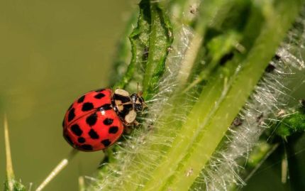 Natural Pest Management Guide
