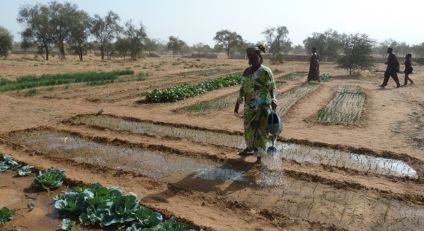 Sahel Gardening Guide