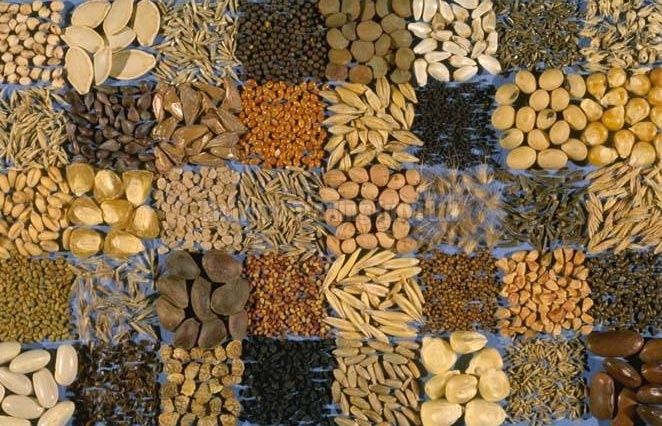 African Vegetable Seed Collection
