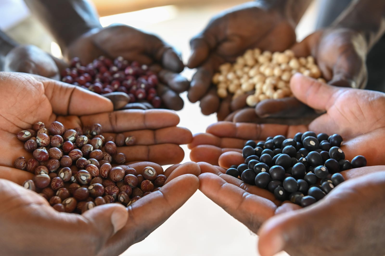 Seed Saving & Indigenous Crops