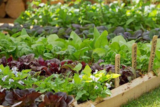 Vegetable Garden Beds