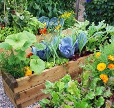 Urban Food Gardens Guide